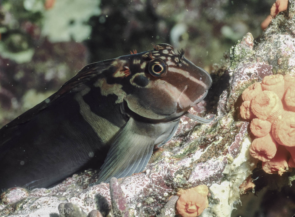 Panamic Fanged Blenny