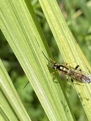 Cratichneumon paratus