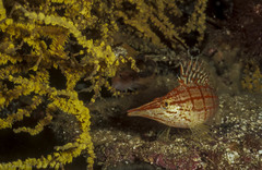 Oxycirrhites typus
