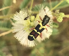 Trichodes peninsularis horni