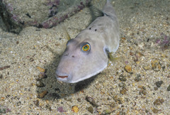 Sphoeroides angusticeps