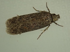 Aroga websteri