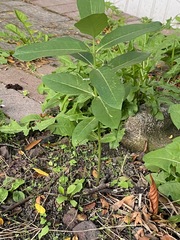 Asclepias exaltata × syriaca