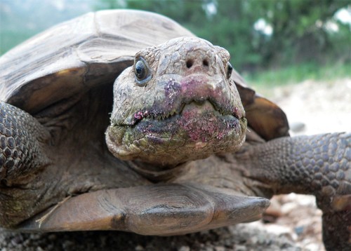 Sonoran Desert Tortoise