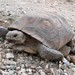 Sonoran Desert Tortoise - Photo (c) Anna Simpson, some rights reserved (CC BY-NC), uploaded by Anna Simpson