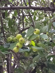Crataegus mexicana