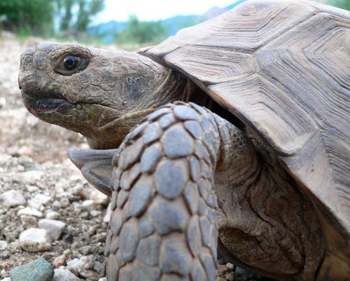 Sonoran Desert Tortoise