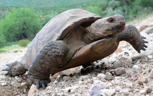Sonoran Desert Tortoise