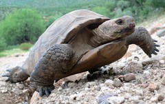 Sonoran Desert Tortoise photo 5