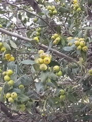 Crataegus mexicana