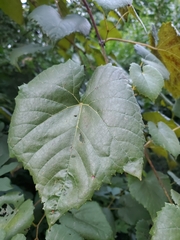 Vitis