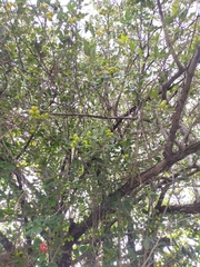 Crataegus mexicana