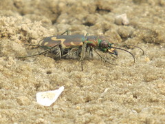 Cicindela senilis