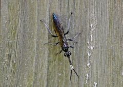 Coelichneumon eximius