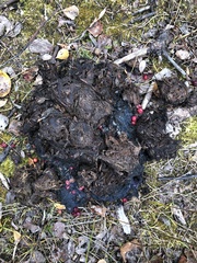 Ursus arctos horribilis