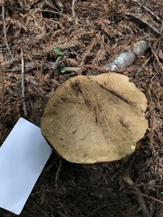 Rubroboletus pulcherrimus