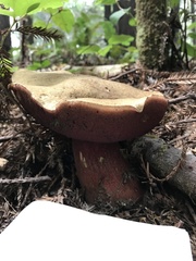 Rubroboletus pulcherrimus