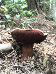 Rubroboletus pulcherrimus