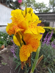 Canna × generalis