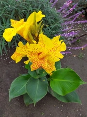 Canna × generalis