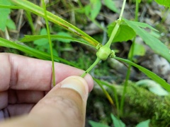 Neolasioptera lycopi
