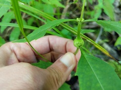 Neolasioptera lycopi