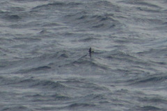 Oceanites oceanicus