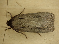 Spaelotis bicava