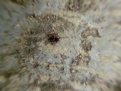 Steatoda erigoniformis