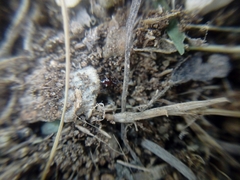 Steatoda erigoniformis