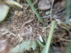 Steatoda erigoniformis