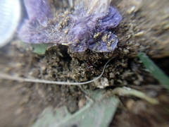 Steatoda erigoniformis