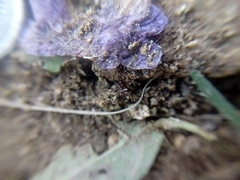 Steatoda erigoniformis