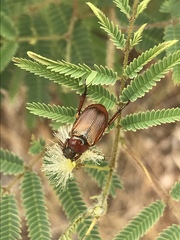 Strigoderma pimalis