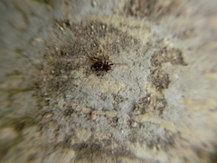 Steatoda erigoniformis
