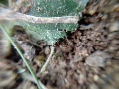 Steatoda erigoniformis