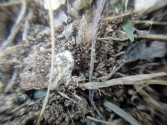Steatoda erigoniformis