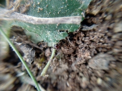 Steatoda erigoniformis
