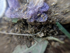 Steatoda erigoniformis