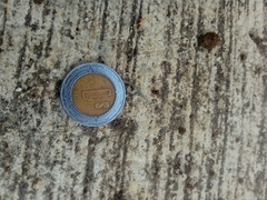 Steatoda erigoniformis