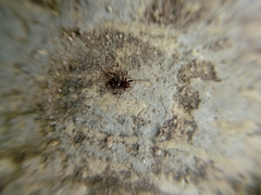 Steatoda erigoniformis