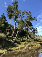 Chamaecyparis formosensis