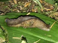 Hemphillia camelus