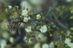 Acacia aspera