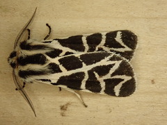 Apantesis nevadensis