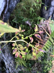 Vaccinium japonicum lasiostemon