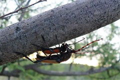 Tragidion densiventre