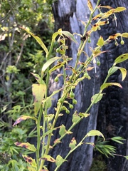 Vaccinium japonicum lasiostemon