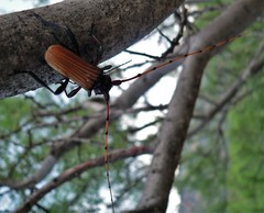 Tragidion densiventre