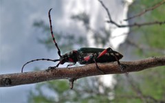 Tragidion densiventre